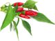 Click And Grow Click & Grow Smart Garden refill Piri Piri Chili Pepper 3pcs