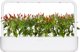 Click And Grow Click & Grow Smart Garden refill Piri Piri Chili Pepper 3pcs