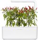 Click And Grow Click & Grow Smart Garden refill Piri Piri Chili Pepper 3pcs