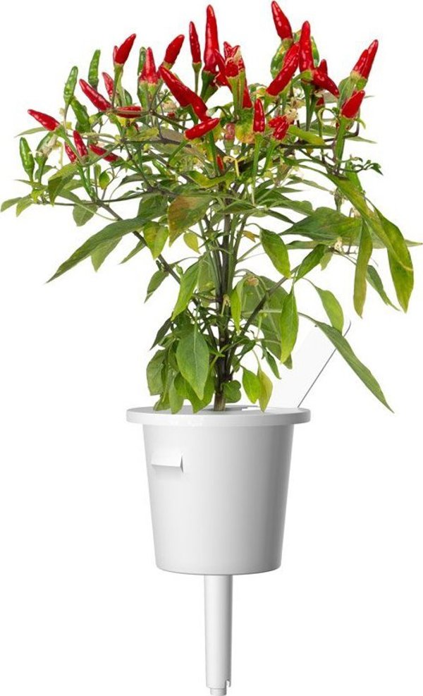Click And Grow Click & Grow Smart Garden refill Piri Piri Chili Pepper 3pcs