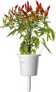 Click And Grow Click & Grow Smart Garden refill Piri Piri Chili Pepper 3pcs