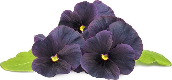 Click And Grow Click & Grow Smart Garden refill Black pansy 3pcs