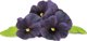 Click And Grow Click & Grow Smart Garden refill Black pansy 3pcs