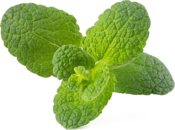 Click And Grow Click & Grow Smart Garden refill Apple Mint 3pcs