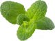 Click And Grow Click & Grow Smart Garden refill Apple Mint 3pcs