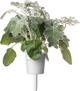Click And Grow Click & Grow Smart Refill Dusty Miller 3pcs