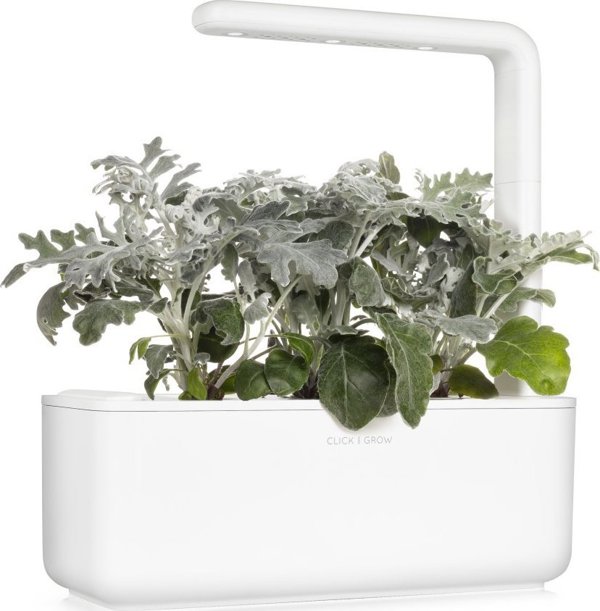 Click And Grow Click & Grow Smart Refill Dusty Miller 3pcs