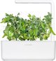 Click And Grow Click and Grow ανταλλακτικό πράσινο μπιζέλι 3-πακ
