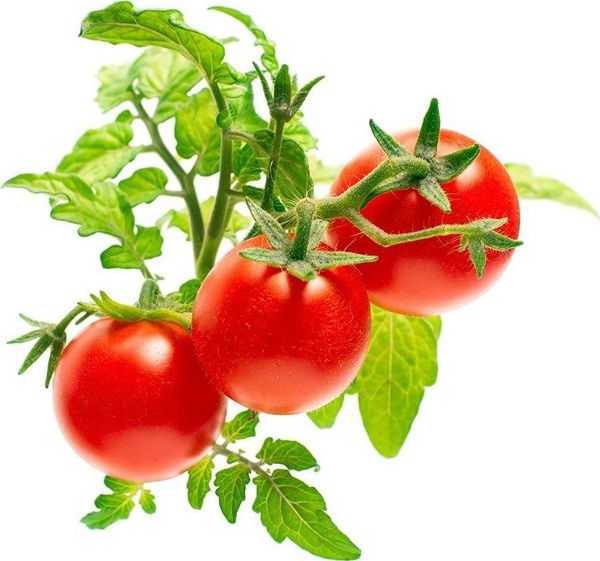 Click And Grow Click&Grow Κάψουλες με σπόρους Smart Soil Ντοματίνια 3 πακέτα
