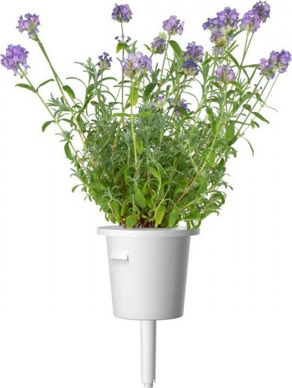 Click And Grow Ανταλλακτικό Λεβάντα 3-πακ