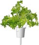 Click And Grow Επαναγέμισμα Smart Oakleaf Μαρούλι 3τμχ