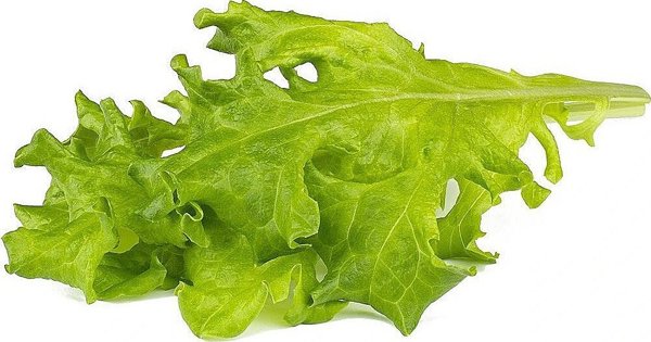 Click And Grow Επαναγέμισμα Smart Oakleaf Μαρούλι 3τμχ