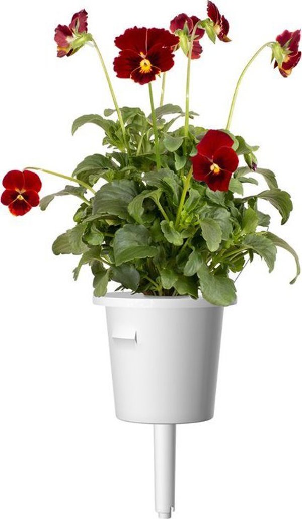 Click And Grow Click & Grow Smart Garden Refill Red Pansy 3pcs