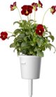 Click And Grow Click & Grow Smart Garden Refill Red Pansy 3pcs