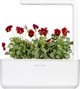 Click And Grow Click & Grow Smart Garden Refill Red Pansy 3pcs