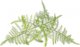 Click And Grow Click & Grow Smart Refill Feather spar 3pcs