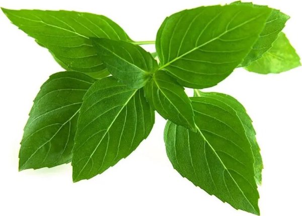 Click And Grow Click & Grow Smart Garden ανταλλακτικό Thai Basil 3 τεμ.