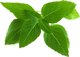 Click And Grow Click & Grow Smart Garden ανταλλακτικό Thai Basil 3 τεμ.
