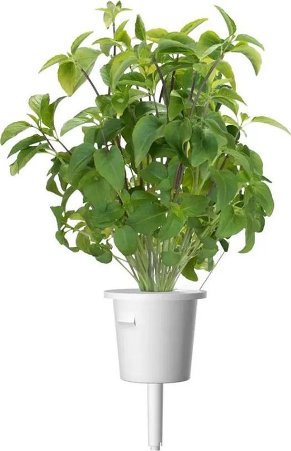 Click And Grow Click & Grow Smart Garden ανταλλακτικό Thai Basil 3 τεμ.