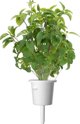 Click And Grow Click & Grow Smart Garden ανταλλακτικό Thai Basil 3 τεμ.