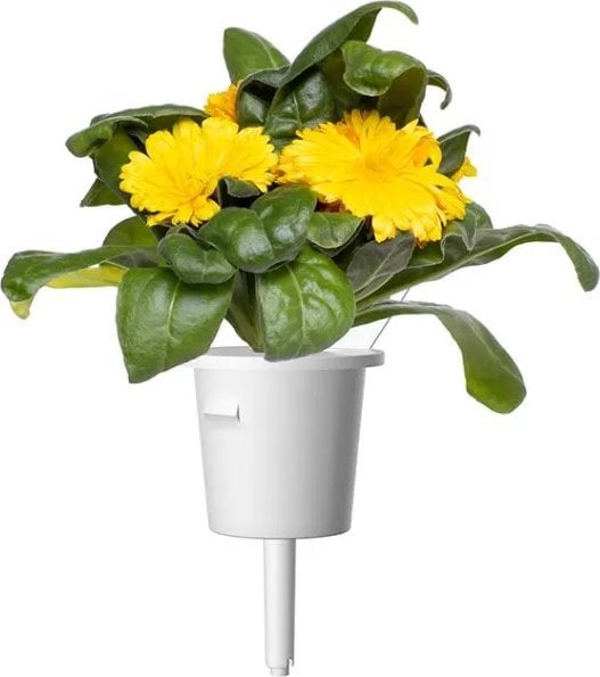 Click And Grow Click & Grow Έξυπνη Αναπλήρωση Καλέντουλα 3 τεμάχια