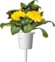 Click And Grow Click & Grow Έξυπνη Αναπλήρωση Καλέντουλα 3 τεμάχια