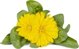 Click And Grow Click & Grow Έξυπνη Αναπλήρωση Καλέντουλα 3 τεμάχια