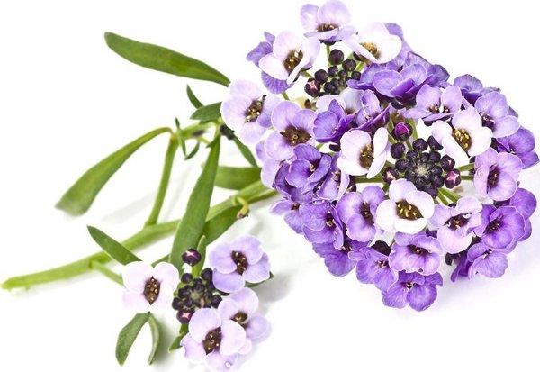 Click And Grow Click & Grow Smart Garden refill Sweet Alyssum 3pcs
