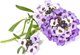 Click And Grow Click & Grow Smart Garden refill Sweet Alyssum 3pcs