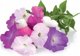 Click And Grow Click & Grow Smart Garden refill Petunia 3pcs
