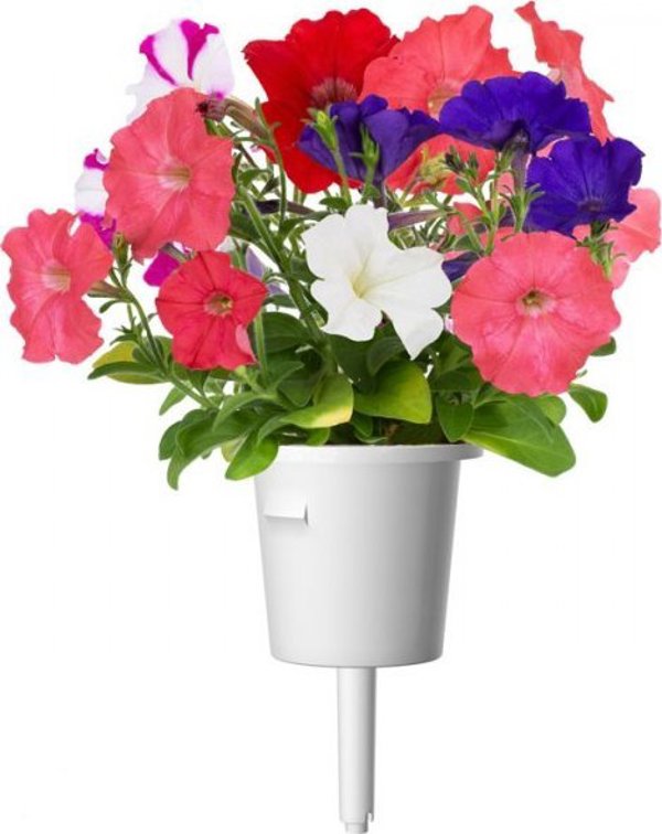 Click And Grow Click & Grow Smart Garden refill Petunia 3pcs