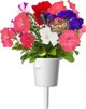 Click And Grow Click & Grow Smart Garden refill Petunia 3pcs