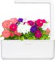 Click And Grow Click & Grow Smart Garden refill Petunia 3pcs