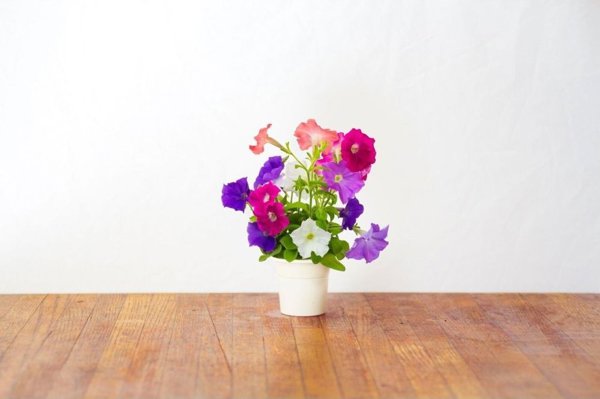 Click And Grow Click & Grow Smart Garden refill Petunia 3pcs