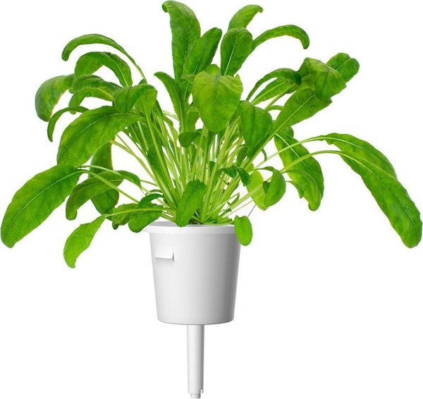 Click And Grow Click & Grow Smart Garden αναπλήρωση Mibuna 3 τεμ