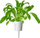 Click And Grow Click & Grow Smart Garden αναπλήρωση Mibuna 3 τεμ
