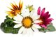Click And Grow Click & Grow Smart Refill Gasania 3pcs