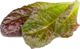 Click And Grow Click & Grow Smart Refill Red romaine lettuce 3pcs