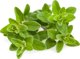 Click And Grow Click & Grow Smart Garden ανταλλακτικό Μαντζουράνα 3 τεμ