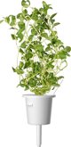 Click And Grow Click & Grow Smart Garden ανταλλακτικό Μαντζουράνα 3 τεμ
