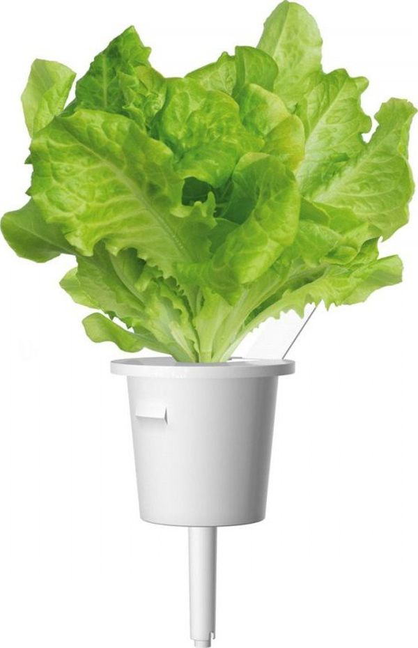 Click And Grow Ανταλλακτικό μαρούλι 3-πακ