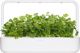Click And Grow Ανταλλακτικό κόλιανδρος 3-πακ