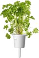 Click And Grow Click & Grow Plant Pod Steak Mix 9pcs