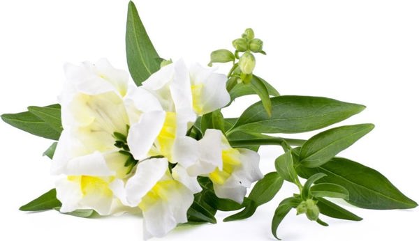 Click And Grow Click & Grow Έξυπνη Αναπλήρωση Λευκό Snapdragon 3 τεμάχια