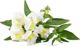 Click And Grow Click & Grow Έξυπνη Αναπλήρωση Λευκό Snapdragon 3 τεμάχια