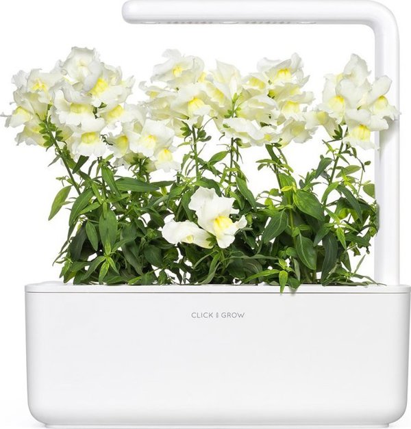 Click And Grow Click & Grow Έξυπνη Αναπλήρωση Λευκό Snapdragon 3 τεμάχια