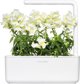 Click And Grow Click & Grow Έξυπνη Αναπλήρωση Λευκό Snapdragon 3 τεμάχια