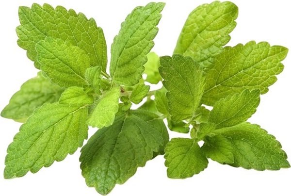 Click And Grow Click & Grow Smart Garden refill Lemon Balm 3pcs