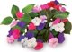 Click And Grow Click & Grow Smart Garden refill Busy Lizzie 3pcs