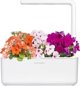 Click And Grow Click & Grow Smart Garden refill Busy Lizzie 3pcs